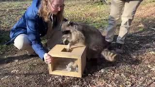 'Mischief' The Friendly Raccoon | Turtle Bay Tuesday with Mike Krueger