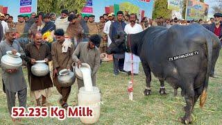 New World Record Buffalo in Milk 52.235 Kg Nili Ravi Buffalo Milk Competition 2025 #buffalo #farming