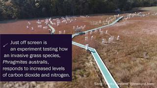 Flyover: The Wetland of the Future