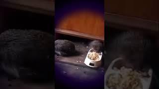 Кошка с котятами ахирели от таких гостей #россия #ёжик #еда #котята #ежикикотята #балашов #животные
