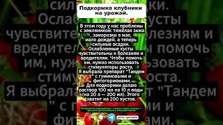 НАШУМЕВШАЯ ПОДКОРМКА НА ЯГОДЫ: ДАЖЕ ХИЛЫЕ КУСТЫ ЗАВАЛЯТ УРОЖАЕМ! Подкормка клубники на урожай.