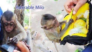 Amazing How Adorable Funny Baby Milo Climb On Me & Ask My Mango To Share To His Mama Emila ?