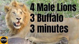 4 Male Lions Take Down 3 Buffalo in 3 Minutes - Kruger National Park