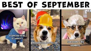 Best of Hammy & Olivia - September 2022