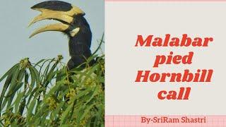 Malabar pied hornbill call