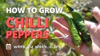 How to Grow Chilli Peppers | From Seed to Harvest