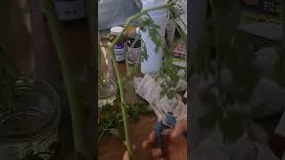 how to propagate tomatoes #howtopropogate #propogate #growtomatoes #howtogarden