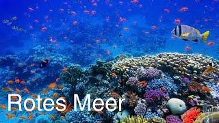 Rotes Meer | HD | Dokumentarfilm