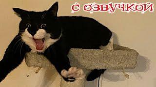 Funny Animal Videos 2024 - Funniest Dogs and Cats Videos #236