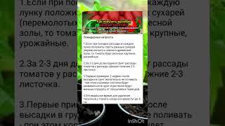 секреты богатого урожая помидор.
