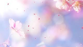 Romantic flower background petals falling video