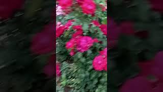 Мікс.