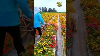 Daily Maintenance of Garden Flowers | Good Tools & Machinery Make Work Efficiency.