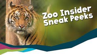 What Did We Do When We Closed - Zoo Insider [Paignton Zoo]