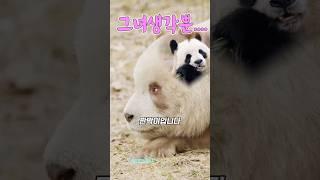 여섯번 장가간 판다