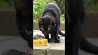 Cat-astrophic for Mice: No Escape""Next-Level Predator: Cat 2.0""Pounce Perfection: Flawless  #cat