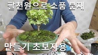 초보자를 위한 소품  분재 분갈이 와 만들기 korea bonsai