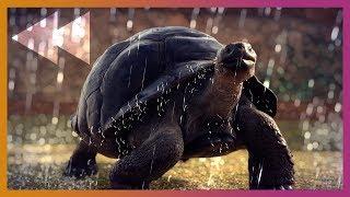  Planet Zoo Beta Launch | Livestream Archive