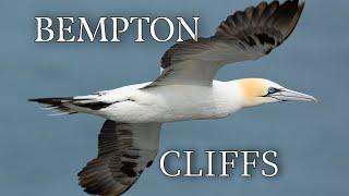 Bempton Cliffs