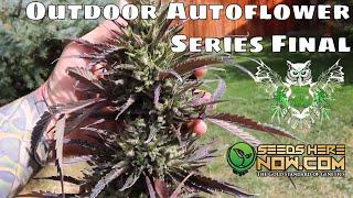 Outdoor Mephisto Autoflower Seed to Harvest Series Final