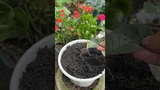 Propagating rose leaves into seedlings 100% successful