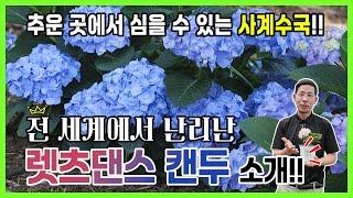 (댓글이벤트) 추운 곳에도 심을 수 있는 사계수국? 전 세계에서 난리난 '렛츠댄스 캔두' 소개!