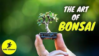 Bonsai trees for beginners | Bonsai tree making | How to make bonsai