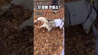 저 맘에 안들죠?? (허스키언니,시바동생)