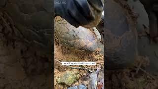 Fossilized dragon egg #crystals  #gemstone  #hunting  #fossil  #shorts