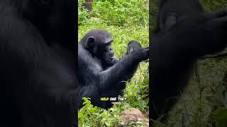 Chimps: Our Closest Relatives‼️ #animalfacts #animalshorts #chimpanzee