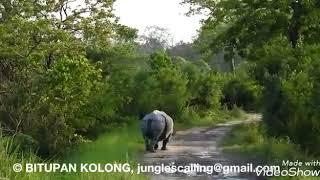 Rhino in Kaziranga by Bitupan Kolong