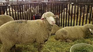 99th Montana Ram and 11th Montana Ewe Sale Results