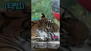 꼭 붙어자는 호랑이 이쁜이 범궁 #무궁, #태범, #tiger, #shorts