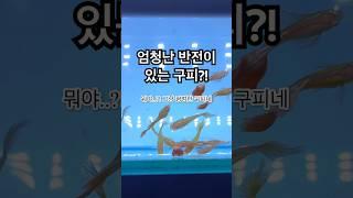 엄청난 반전이 있는 구피? #구피 #구피분양 #구피키우기#구피치어 #물고기#물고기키우기#굽썰