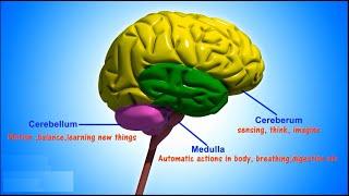 Parts of the Brain - Part-1 | ICSE Class 5 | Science