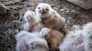 Owl Feeding Chicks