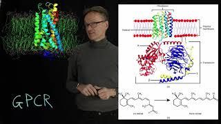 Lecture 08, concept 18: Signaling - G-protein coupled receptors (GPCRs)