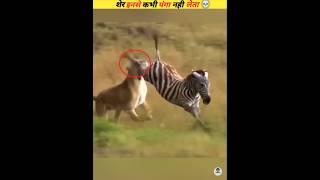 The lion doesn't mess around #viral