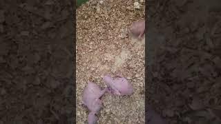 from egg to feathers: They story of a parrot  #parrot #lifeisbutadream #parrotlet #superbparrot