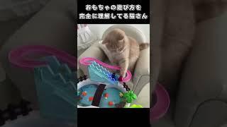 おもちゃの遊び方を完全に理解してる猫さん
