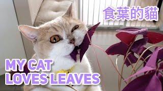 See how much my cats like to eat my house plant Cute funny cats eating leaves