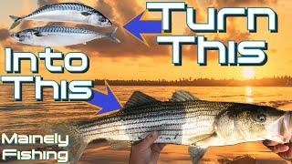 Striper Fishing In Maine With Mackerel