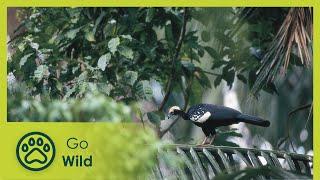 Wingbeats to the Amazon - Go Wild