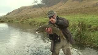 Spring Creek Trout