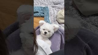 이모 손길은 극락이햐 #잠자는강아지 #졸린눈 #강아지브이로그 #puppy #강아지쇼츠 #shorts #babyshorts #미니비숑