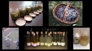 Making homemade flower wine, fermented lemonade and herbal balm