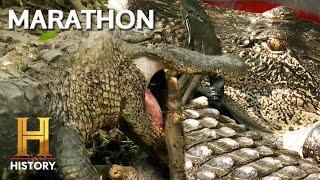 Swamp People: AGGRESSIVE Gators Take Over the Swamp *Marathon*