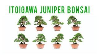 Bonsai Juniper Itoigawa 35years, 34cm | Juniperus Chinensis Itoigawa