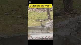 아파트에 생긴 새들의 공중 목욕탕 #봄 #목욕놀이 #아파트 #새목욕