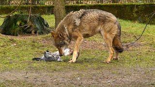 Gut besucht - 9. Wolfstag im Tierpark